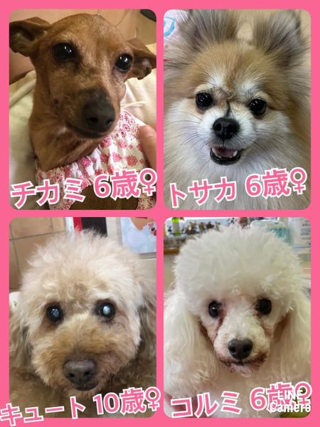 🐾今日の里親様募集中ワンコ🐶メンバーです🐾2022,3,13【保護犬カフェ天神橋店】